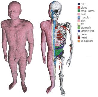 Sekcja 5 Materiał referencyjny 129 i przenikalność (ε). W przypadku biologicznych tkanek właściwości te zmieniają się w zależności od częstotliwości.