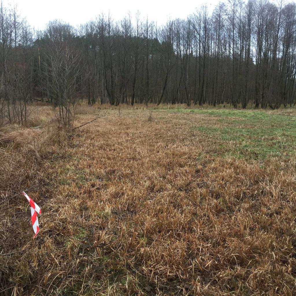 Tuż po wykonaniu koszenia widoczne