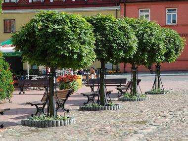 Gatunek odporny na warunki miejskie. Acer platanoides 'Royal Red' - Klon pospolity 'Royal Red' Średniej wielkości drzewo z szerokostożkowatą, nieregularną koroną.