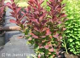 Berberis thunbergii Red Pillar - Berberys Thunberga Red Pillar Wąski, ciernisty krzew z wyprostowanymi pędami, z wiekiem rozkładającymi się na boki.