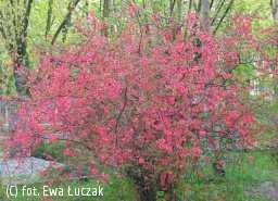 Chaenomeles japonica - Pigwowiec japoński Niski, rozłożysty krzew dorastający do 1,2 m wys.