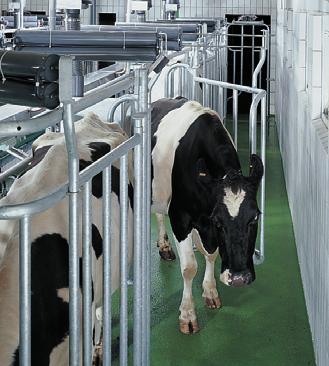Coraz liczniejsza więcej producentów grupa producentów mleka wymaga mleka techniki, wymaga która techniki, jest która w stanie jest zapewnić w stanie zapewniç pełną opiekę pe nà opiek ka demu każdemu