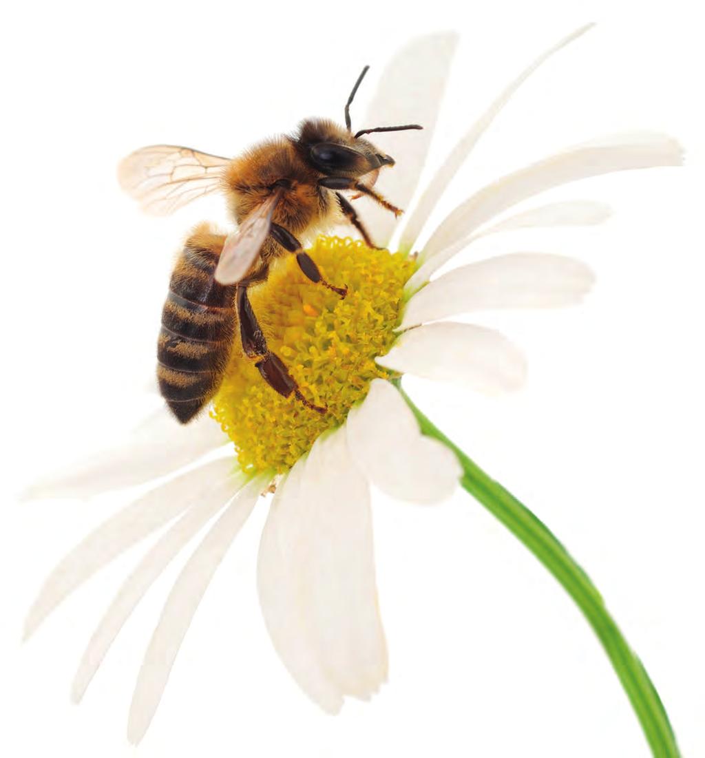 Tytuł: Stosowanie środków ochrony upraw rzepaku z uwzględnieniem troski o pszczoły