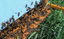 5 Powiązania pszczół miodnych i rzepaku s.
