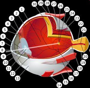 oko ludzkie - budowa 1: komora tylna oka 2: rąbek zębaty siatkówki 3: mięsień rzęskowy 4: obwódka rzęskowa 5: kanał Schlemma 6: źrenica 7: komora przednia oka 8: rogówka 9: tęczówka 10: kora soczewki