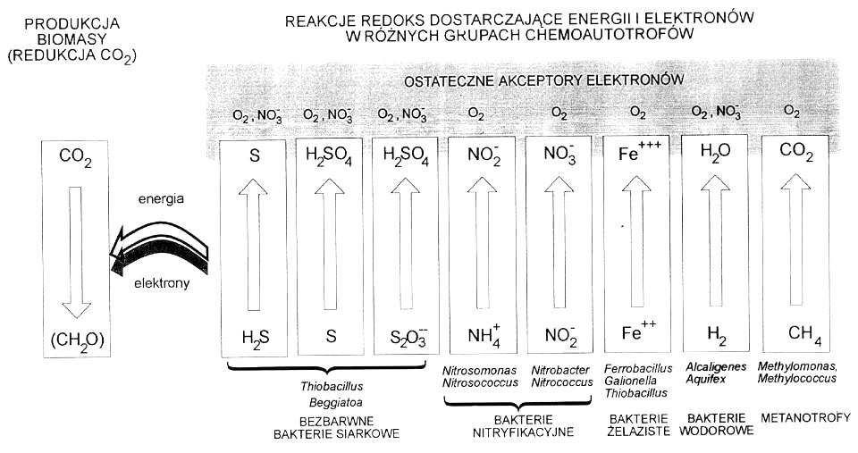 Metabolizm