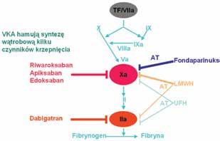 Agnieszka Styczeń i wsp., Eteksylan dabigatranu a idarucizumab Rycina 1.