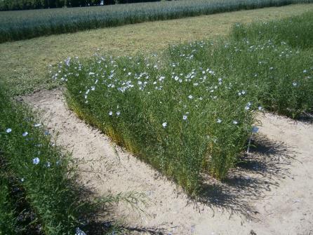 Oceniane parametry: zachowanie wymaganej izolacji czystość odmianowa zachwaszczenie porażenie roślin przez choroby porażenie roślin