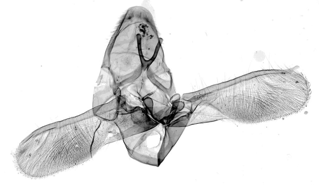 Fig. 8b. Eurhodope incompta (ZELLER, 1847), male genitale Fig. 8c. Eurhodope incompta (ZELLER, 1847), male genitale LITERATURA ARENBERGER E.