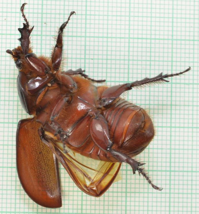 Ruch środkowej nogi położonej nad złożoną parą pokrywy i skrzydła powoduje odpychanie od podłoża i obrót chrząszcza (ruch wiosłowania ).