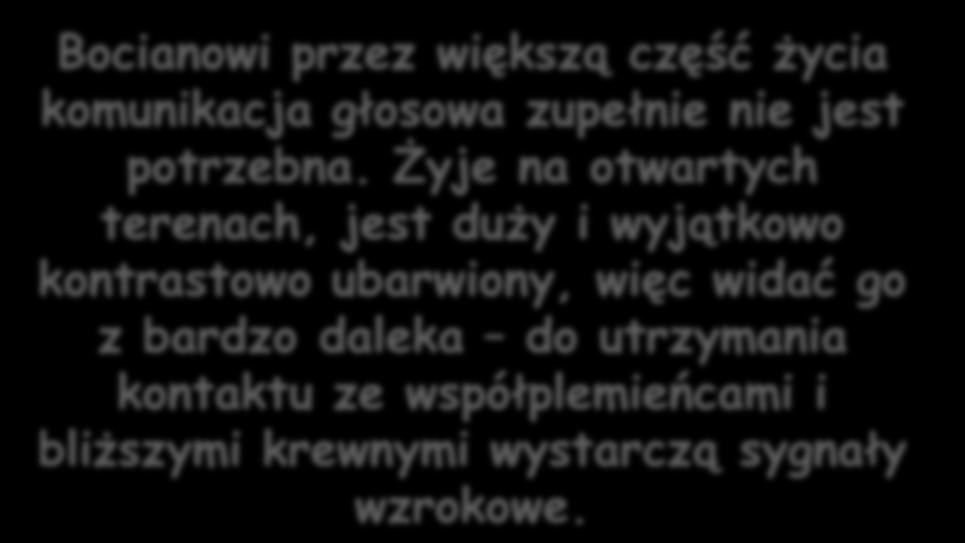 Bocian biały prawie wcale nie odzywa się. W świecie ptaków należy pod tym względem do wyjątków. Jego krtań dolna narząd głosowy wszystkich ptaków jest tak uwsteczniona, że nie wytwarza dźwięków.