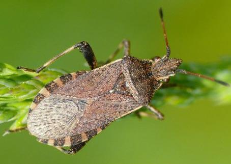 66 Coreidae Ceraleptus gracilicornis (Herrich-Schaeffer, 1835) Beskid Wschodni: Przemyśl, rez. Jamy (FA21), 4.05. 2018, 1 ex., leg. & det. G. Kolago (ryc. 1). Wyżyna Małopolska: rez.