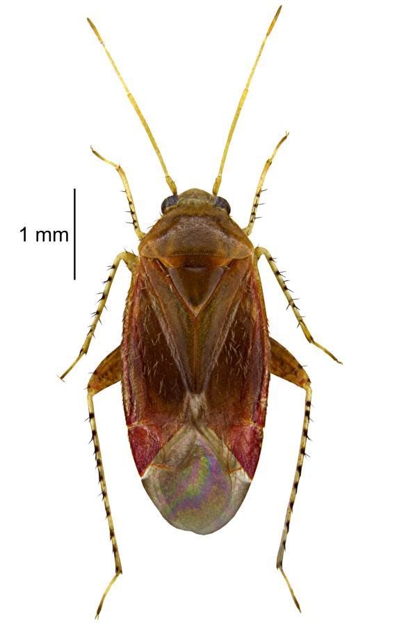 Oxycarenus lavaterae (Fabricius, 1787) Beskid Zachodni: Cieszyn, Las Bielowiec (CA31), 21.08.2018, 1 ex., leg. M. Fiedor, det. G. Gierlasiński. Dolny Śląsk: Brzeg (XS73), 13.08.2018, 8 exx.