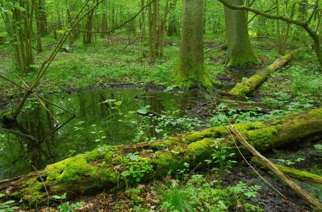 Retencja, sposób na susze i powodzie w warunkach zmieniającego się klimatu Andrzej