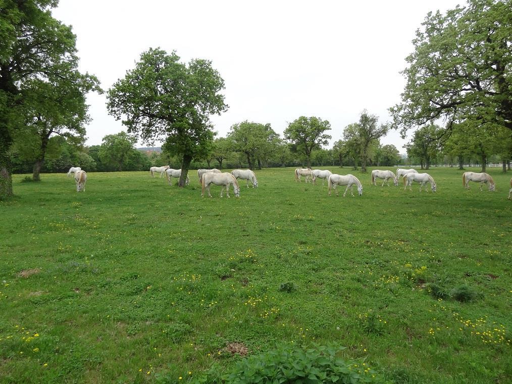 Fot. 28: Lipica słynie z hodowli białych koni.