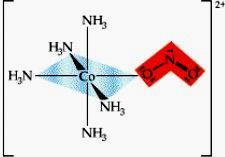 Ligand NO 2 - może łączyć się z atomem centralnym za pośrednictwem: atomu azotu O [~Co-N