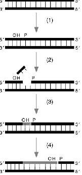 AKTYWNOŚĆ POLIMERAZY I Cut & Patch: cięcie polega na usunięciu startera RNA, a uzupełnianie polega na włączeniu (syntezie) wymaganych deoksynukleotydów Nick translation: polimeraza usuwa starter RNA
