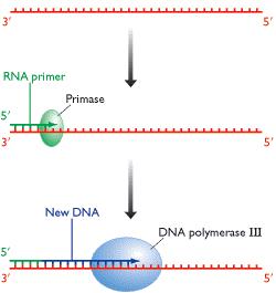 Synteza DNA zaczyna się od startera Elongacja replikacji starter jest