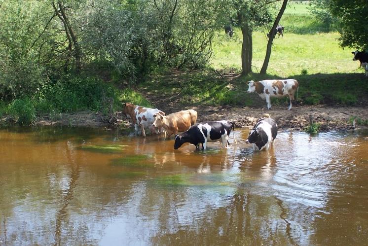 Artykuł 109. Wypas krów nad wodą 2. Decyzje, o których mowa w ust. 1, podlegają natychmiastowemu wykonaniu. 3.