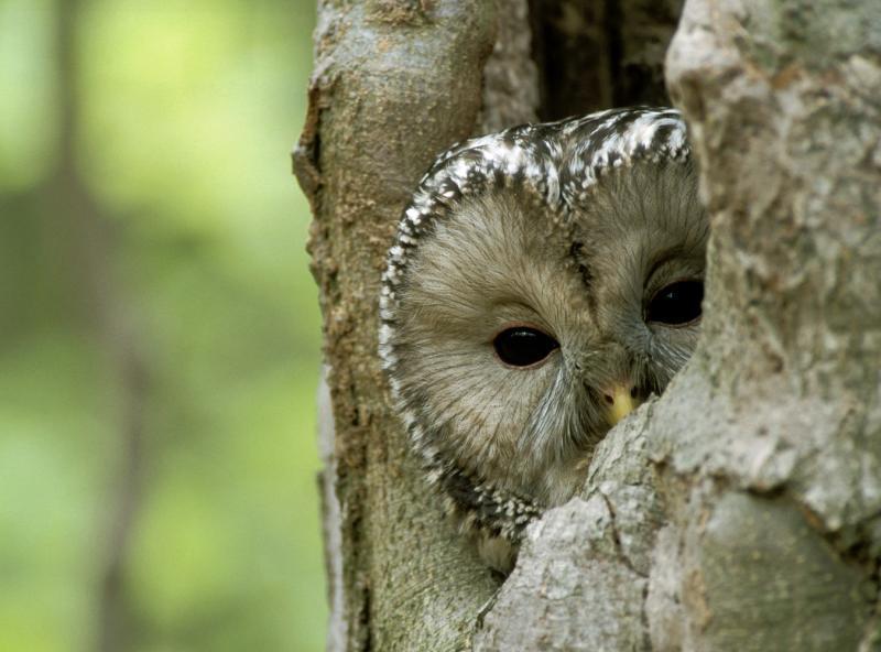 Bieszczadzki Park Narodowy BdPN wchodzi w skład sieci Natura 2000 w ramach