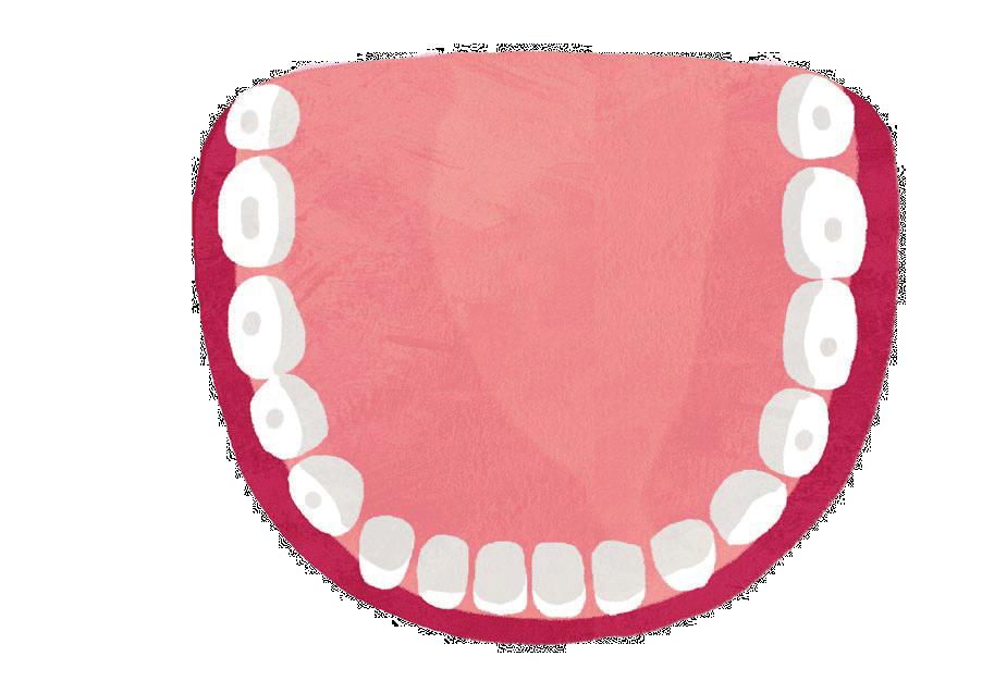 Plansza A: rodzaje zębów