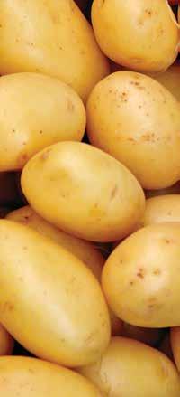 Zalecenia stosowania w celu zapobiegania kiełkowaniu bulw ziemniaków konsumpcyjnych Dawka 1 kg / 1 t bulw ziemniaka Termin stosowania Zabieg wykonać jednorazowo podczas załadunku ziemniaków do