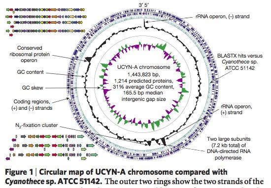 (cyjanobakteria) Niewielki genom (1,4mln par