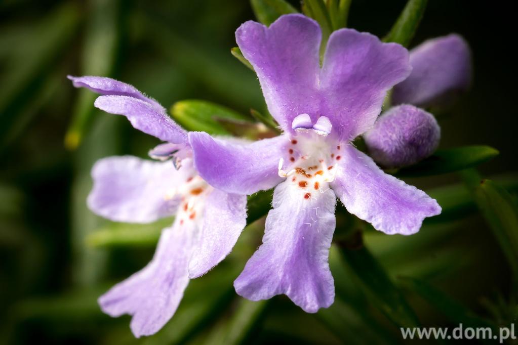 Bluszczyk kurdybanek Kwiaty na balkon północny: dipladenia Dipladenia (inaczej Mandevilla) to wieloletnia roślina pnąca, bardzo dekoracyjna.