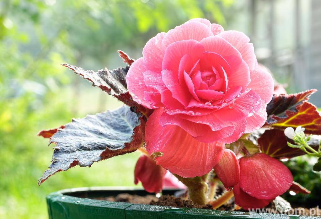 Begonia Kwiaty na balkon północny: fuksja Fuksja (Fuchsia) to idealna roślina na balkon północny.