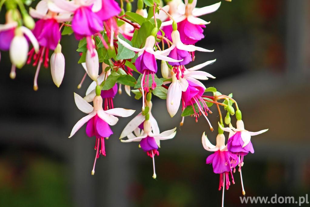 Fuksja Kwiaty na balkon północny: skrętnik Skrętnik (Streptocarpus) to roślina zielna, często uprawiana jako roślina ozdobna.
