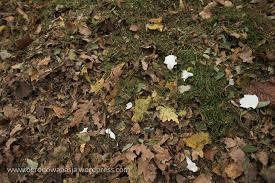 1. Liście ale nie wszystkie Podstawowym składnikiem każdego dobrego kompostu są liście opadłe z drzew i krzewów, zarówno ozdobnych jak i owocowych, o ile nie są porażone przez choroby i szkodniki.