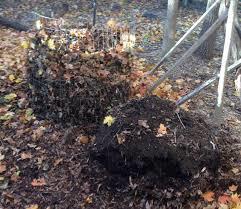 liście orzecha włoskiego można kompostować, a także podpowiadam jak wykorzystać kompost z liści orzecha włoskiego oraz kiedy lepiej unikać jego stosowania Allelopatyczne oddziaływanie orzecha