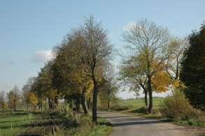 0,8 m 0,5 m krawędzi jezdni Drzewa za rowem NIE Skład gatunkowy [%] Liczba drzew Lewa strona drogi Prawa strona drogi Przeciętny obwód drzew (na wysokości 1,3m) i jego rozpiętość