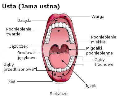 Narządy artykulacyjne Ruchomy narząd mowy, który w trakcie artykulacji