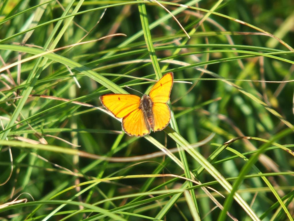 Czerwończyk nieparek (Lycaena