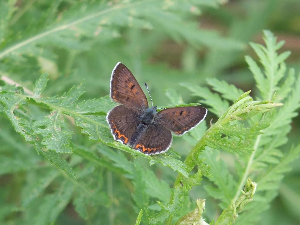 Czerwończyk fioletek (Lycaena