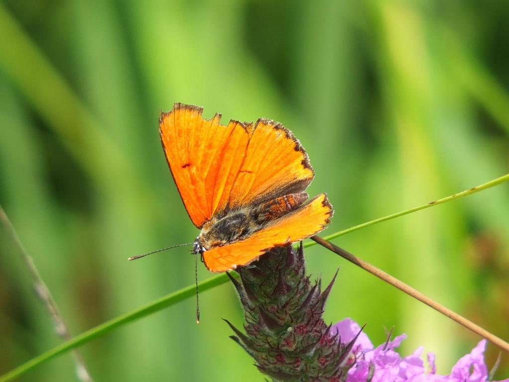 Czerwończyk nieparek (Lycaena