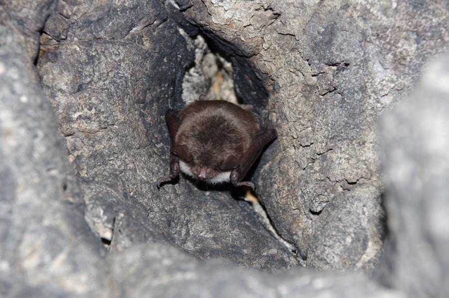 Nocek łydkowłosy (Myotis