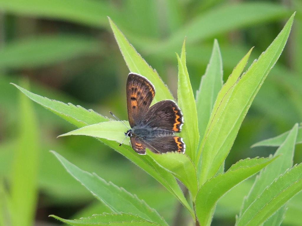 Czerwończyk fioletek (Lycaena