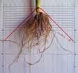 W związku z tym mieszańce kukurydzy Roots Power z EURALIS zostały odpowiednio wyselekcjonowane pod
