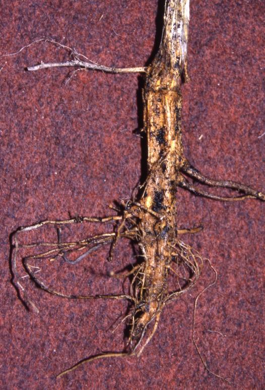 Z sezonu na sezon grzyb przeżywa w postaci chlamidospor w podłożu i na elementach konstrukcyjnych szklarni. Patogen stanowi zagrożenie dla ogórków niezależnie od rodzaju substratu i metody uprawy.