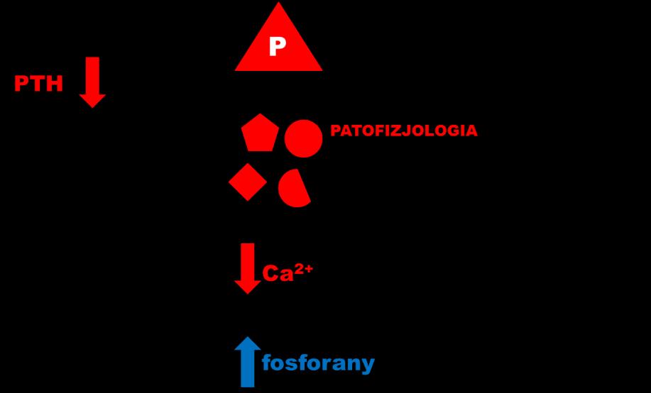 NIEDOCZYNNOŚĆ PIERWOTNA PRZYTARCZYC Przyczyny: Przytarczyce usunięte lub zniszczone np. przez naświetlanie czy zwyrodnienie. Przez nowotwór lub proces autoimmunologiczny.