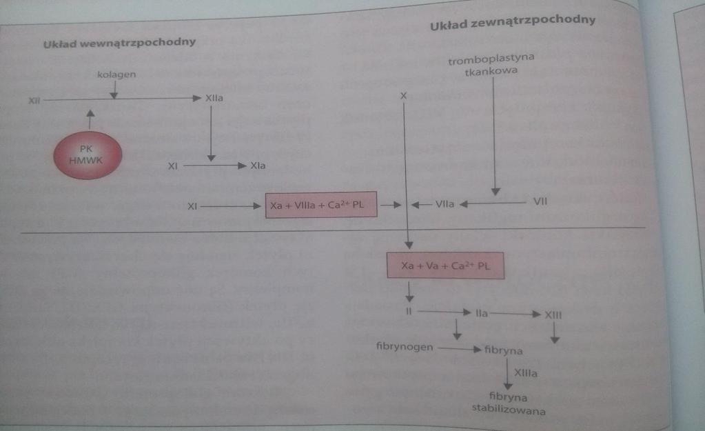 wybuchu trombinowego, zapewniającego wytworzenie dużej ilości trombiny, co się przyczynia do powstania sprawnego czopu hemostatycznego c) Endogenne inhibitory krzepnięcia największe znaczenie