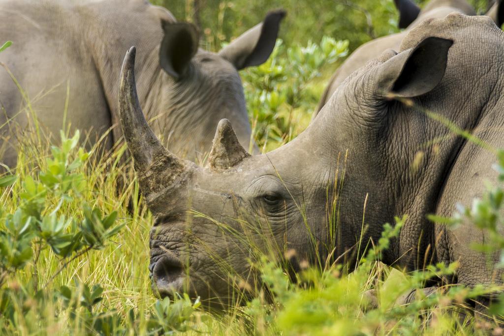 DZIEŃ 3 Khama Rhino WATERBERG - KHAMA RHINO Po wczesnym śniadaniu wyjedziemy z rezerwatu Waterberg.