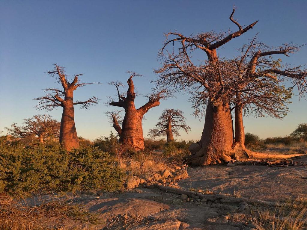 DZIEŃ 6 DELTA OKAVANGO PLANET BAOBAB - MAUN Po porannej sesji zdje ciowej zjemy śniadanie i ruszymy w strone Maun. Po drodze zatrzymamy sie w miejscowości Gweta, aby odwiedzić lokalna szkołe.