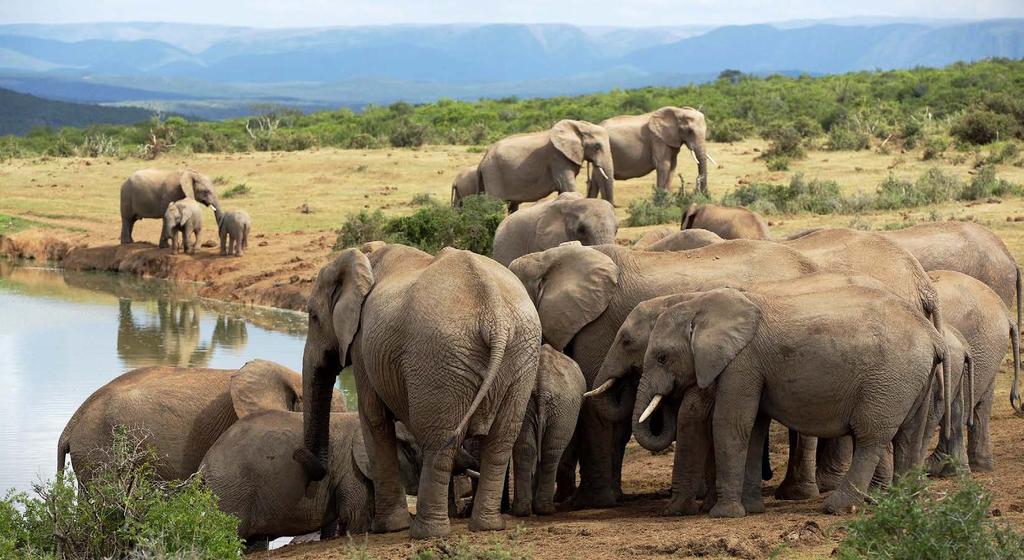 To jeden z największych rezerwatów na świecie, z niezliczoną ilością zwierząt, ponoć żyje tu aż 80 tysięcy słoni.