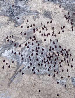 Rhinolophus hipposideros in Ciemna Cave, 07.02.2015. Photo by Jakub Nowak Fot. 3.