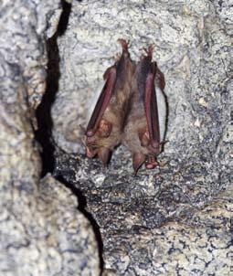 Rhinolophus ferrumequinum in Łokietka Cave, 09.02.2013. Photo by Jakub Nowak Fot. 9.