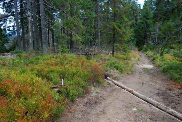 uszkodzonych, martwych, usuwanie stojącego posuszu ze 122 km szlaków i ich