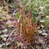 Są wówczas prawdziwą ozdobą ogrodu. Do nasadzeń jako soliter i do nasadzeń masowych. Miscanthus Purpurascens wysokość 120 cm, z kwiatostanami 140 cm.